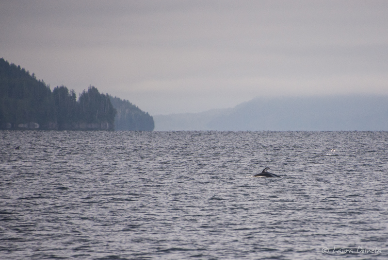 Dolphins-0928