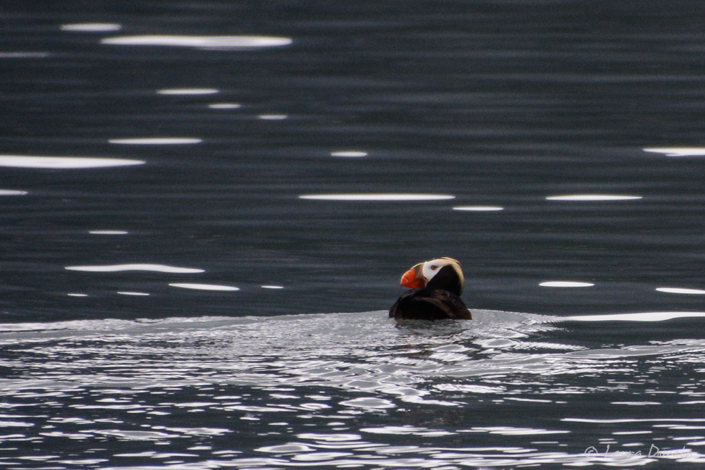 GBNP_puffins-3865